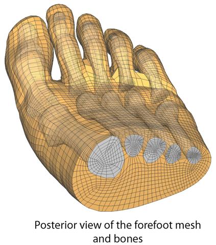 Posterior view of a walking human foot mesh