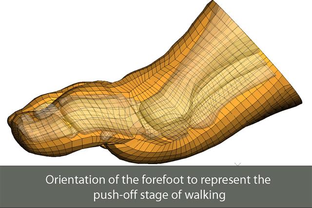 Side view of a walking human foot mesh