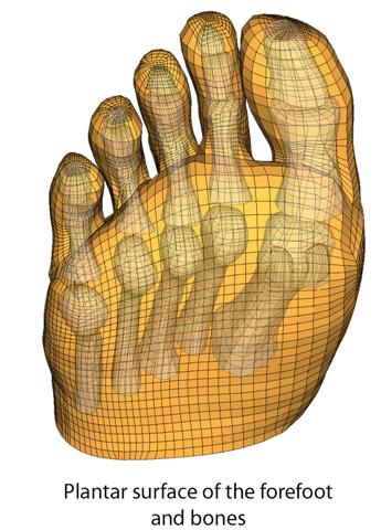 Bottom view of a walking human foot mesh