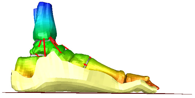 mesh of human foot - lateral view