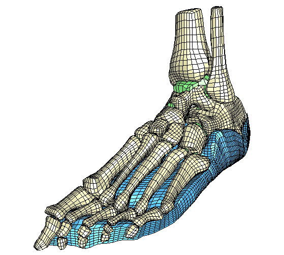 Oblique view of human foot mesh