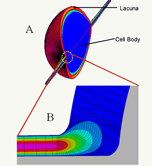 BRIDGING THE GAP IN UNDERSTANDING BONE AT MULTIPLE LENGTH SCALES USING FLUID DYNAMICS