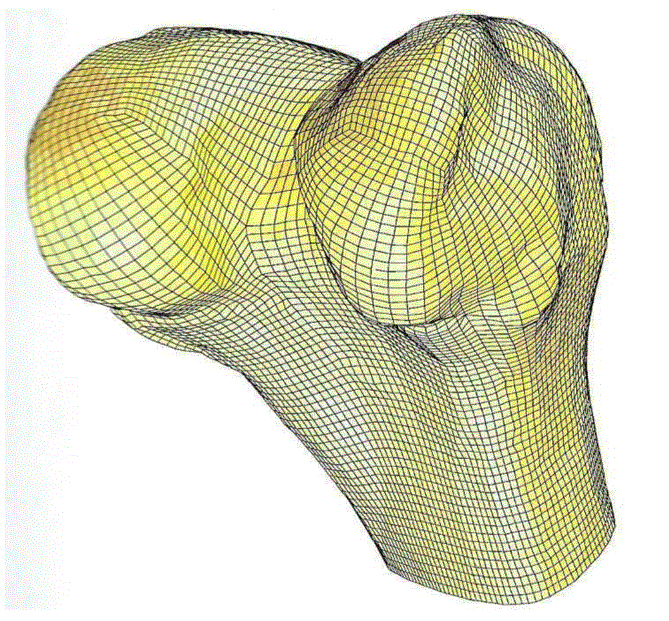 femur.GIF?Revision=2lH&Timestamp=6yYSyl